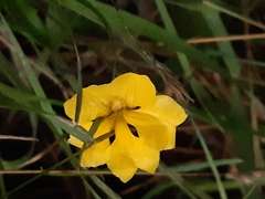 Goodenia lanata