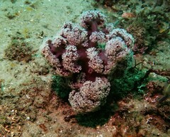 Dendronephthya australis