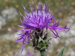 Centaurea ambigua