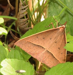 Epidesmia chilonaria