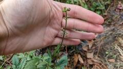 Salvia lyrata