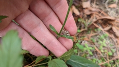 Salvia lyrata