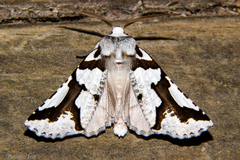 Declana egregia