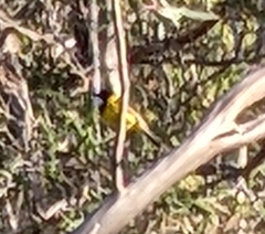 Pachycephala fuliginosa