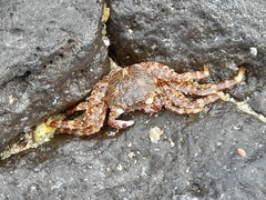 Grapsus
