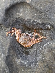 Grapsus
