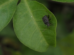 Proboscidocoris malayus