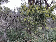 Banksia ilicifolia