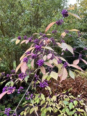 Callicarpa bodinieri