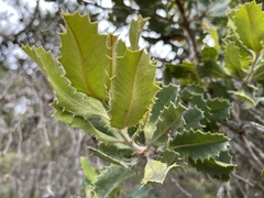 Banksia ilicifolia