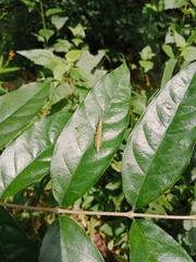 Neorthacris