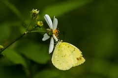 Eurema blanda arsakia