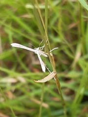 Stenoptilia zophodactylus