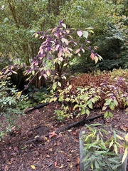 Callicarpa bodinieri