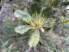 Banksia ilicifolia