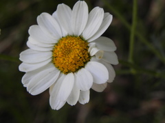 Tanacetum corymbosum