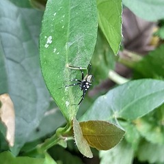 Phintella bifurcilinea