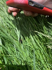 Diamma bicolor