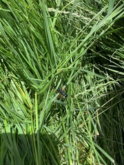 Diamma bicolor