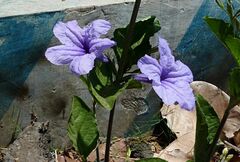 Ruellia tuberosa