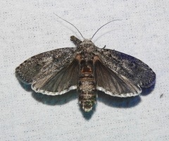 Cryptophasa