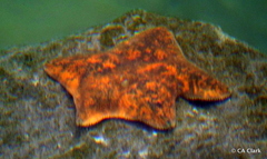 Patiriella regularis