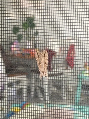 Ecnomodes sagittaria