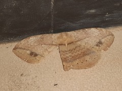 Sphingognatha asclepiades