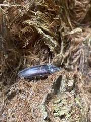 Crepidomenus fulgidus