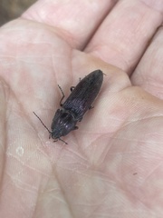 Crepidomenus fulgidus