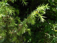 Juniperus deltoides