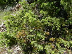 Juniperus deltoides