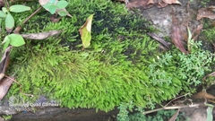 Racopilum cuspidigerum