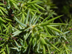 Juniperus deltoides