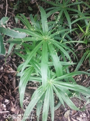 Cyperus albostriatus