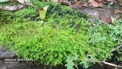 Racopilum cuspidigerum