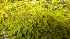 Racopilum cuspidigerum