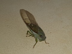Dundubia
