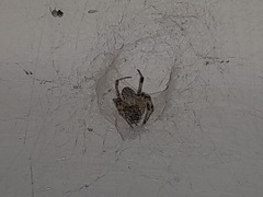 Nephilengys malabarensis