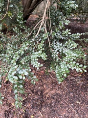 Azara microphylla