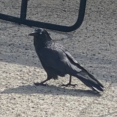 Corvus coronoides