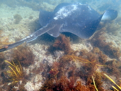 Bathytoshia brevicaudata