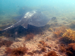 Bathytoshia brevicaudata