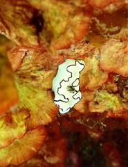 Doriprismatica atromarginata