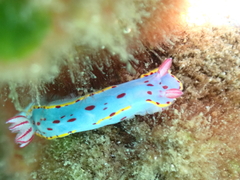 Hypselodoris bennetti