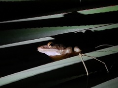 Chalcorana chalconota