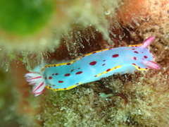 Hypselodoris bennetti