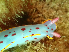 Hypselodoris bennetti
