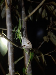 Ypthima pandocus