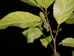 Rhombodera stalii